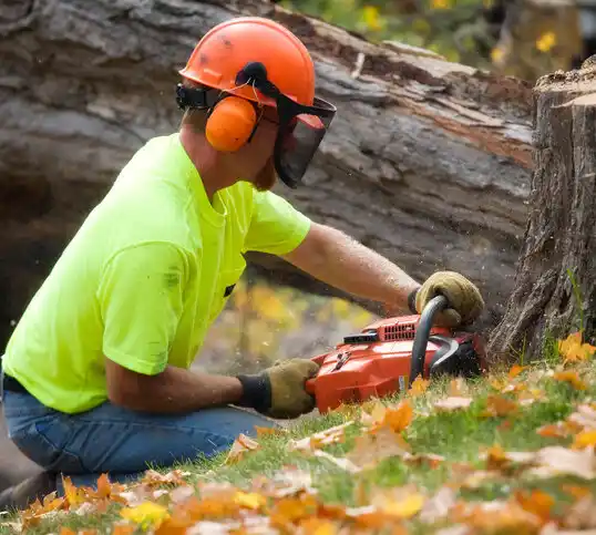 tree services Scanlon